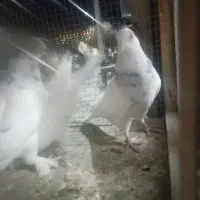 کفتر قیمت کوشتنی