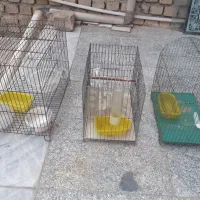 قفس پرنده