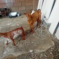 سلام بز پچی دوقلو زا بچه نر البته یکی اه