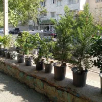 گیاهان باغچه ای با کیفیت فوق العاده|گل و گیاه طبیعی|تهران, شاهین|دیوار