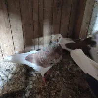 6تا کبوتر آس