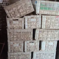 سلام فروش سیر درشت بار|عمده‌فروشی|همدان, |دیوار