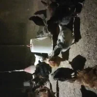 مرغ تخمگذار محلی