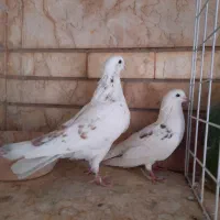 نر و ماده تهرانی|پرنده|شیراز, آزادگان|دیوار