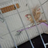 فنچ نرگسی شکلاتی|پرنده|ارومیه, |دیوار