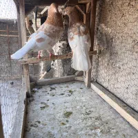 کله زرد|پرنده|مشهد, محمدآباد|دیوار