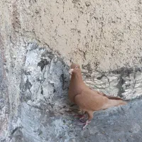 ماده زرد جوان