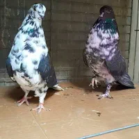 کبوتردونسته پرش سنگین به شرط وباضمانت تضمین صددرصد|پرنده|ری, شهید بهشتی|دیوار