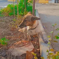 سگ جک راسل تریر|سگ|اصفهان, منتظرالمهدی|دیوار