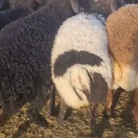 بره نرو ماده.بره چاق .بره لاغر