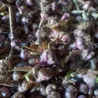 سیر مغان