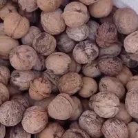 فروش گردوی تازه همدان