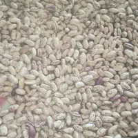 لوبیا چیتی درجه یک