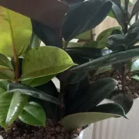 فروش گل تزئینی