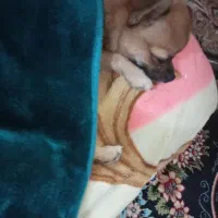 سگ شی واوا عروسکی نر|سگ|خرمآباد, |دیوار