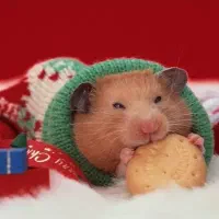 از تولید شخصی تا فروش تخصصی همستر نژادهای مختلف