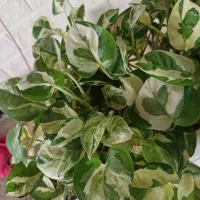 گل پتوس ارتشی و پتوس ابلق زعفرانی|گل و گیاه طبیعی|بندر ماهشهر, |دیوار