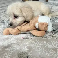 سگ پودل کراس|سگ|تهران, صادقیه|دیوار