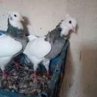 کبوتر کلفه