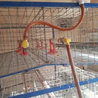 قفسه بلدرچین