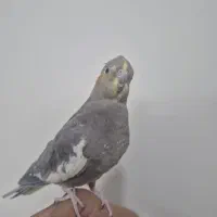 عروس هلندی ماده مست