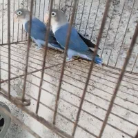 کوتوله برزیلی مولد باقفس «ایسین»|پرنده|بندرعباس, |دیوار