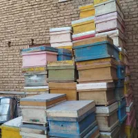 کندو زنبور عسل