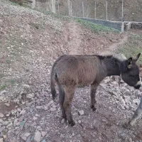 کره الاغ ماده