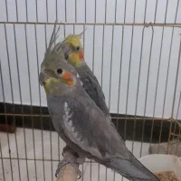 فروش عروس هلندی