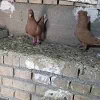 جفت اشعل زرد مولد