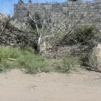 تنه درخت