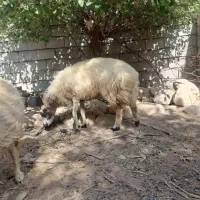 روستای رضوان سرحال چاق