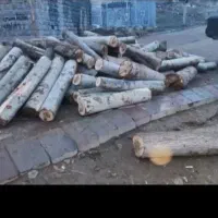 خرید درخت خرید قطع چوب برش تر وخشک|خدمات باغبانی و درختکاری|اهر, |دیوار