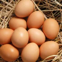 تخم مرغ محلی