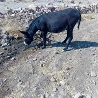 الاغ نر|حیوانات مزرعه|کوهنانی, |دیوار