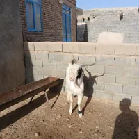 فروش نر بز|حیوانات مزرعه|شیروان (خراسان), |دیوار