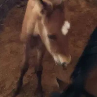 فروش اسب ماده ب همراه کره ماده