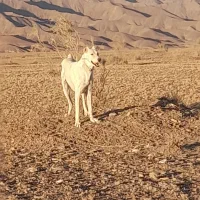 سگ گله ونگهبان|سگ|درمیان, |دیوار