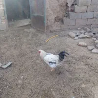 خروس برهما درشت وزیبا|حیوانات مزرعه|سبزوار, قصبه شرقی|دیوار