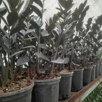 فروش گل زامفولیا قیمت مناسب|گل و گیاه طبیعی|گتاب, |دیوار