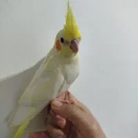 طوطی سرلاکی ونرم خور