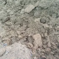 گوسفندی|لوازم جانبی حیوانات|یزد, |دیوار