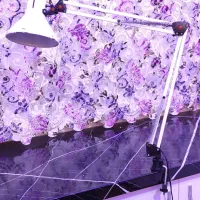 دو عدد چراغ رو میزی|چراغ خواب و آباژور|میانه, |دیوار