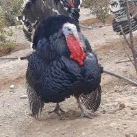 بوقلمون برنز انگلیس