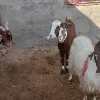 فروش ۳راس بز جوان اوستن|حیوانات مزرعه|پائین جام, |دیوار