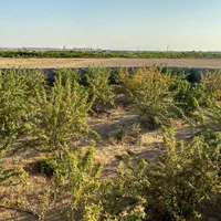 باغ ا ویلا شبستر|فروش خانه و ویلا|شبستر, |دیوار