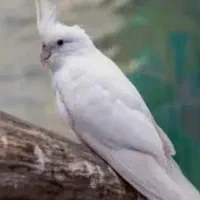 تعدادی عروس هلندی بالغ البینو خالص ودوکت سخنگو