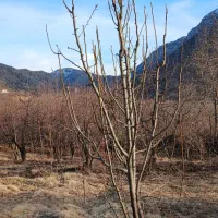 هرس درخت|خدمات باغبانی و درختکاری|خرم‌آباد, |دیوار