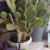 گل سانسوریا و کاکتوس|گل و گیاه طبیعی|آزادشهر, |دیوار