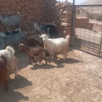 بز بابیگ داشتی